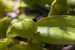 Image of Sarracenia purpurea var. montana D. E. Schnell & R. O. Determann