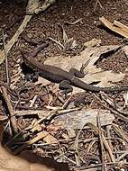 Image of Rainbow Ameiva