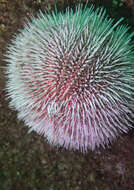 Image of Edible sea urchin