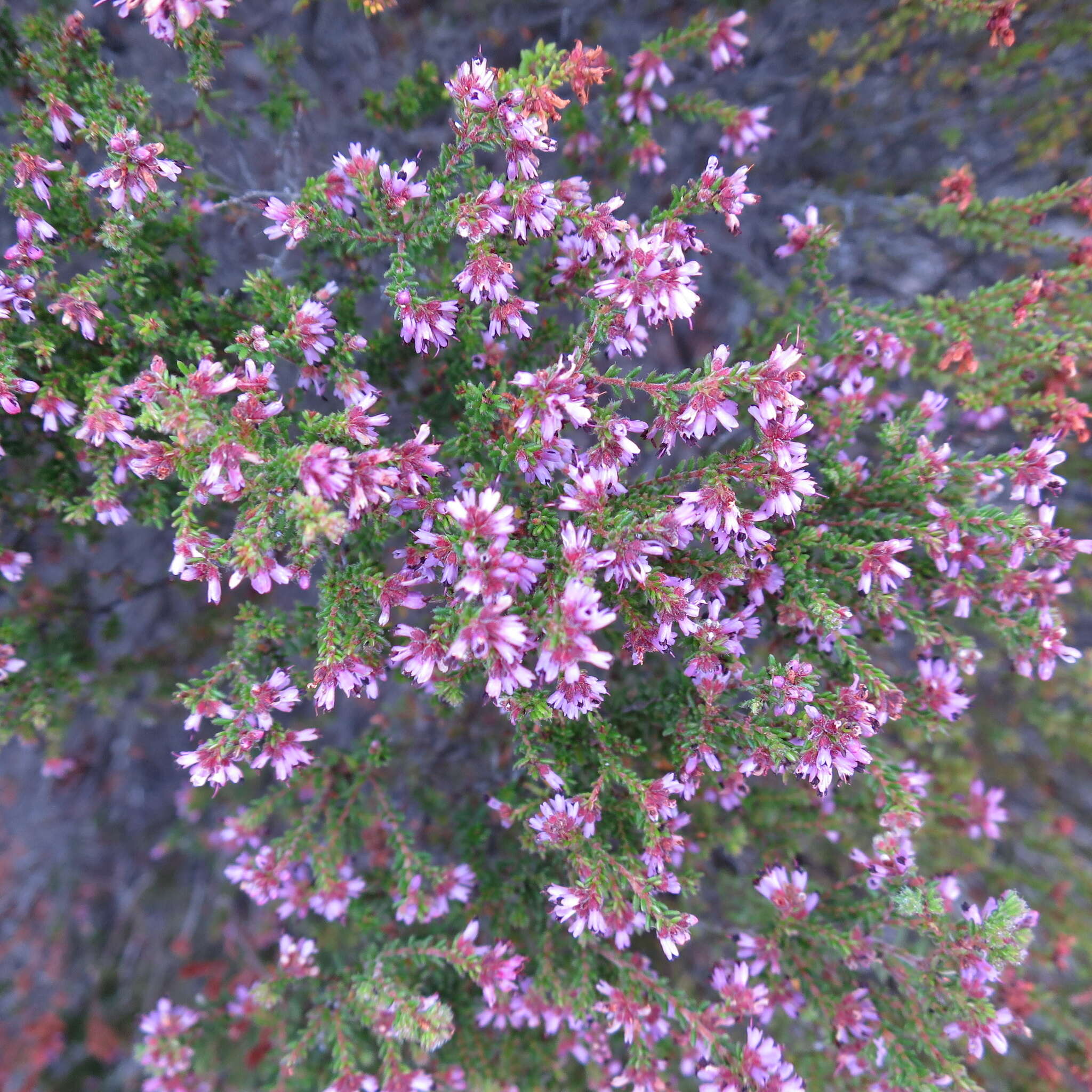 Imagem de Erica radicans subsp. radicans