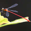 Image of Heteragrion erythrogastrum Selys 1886