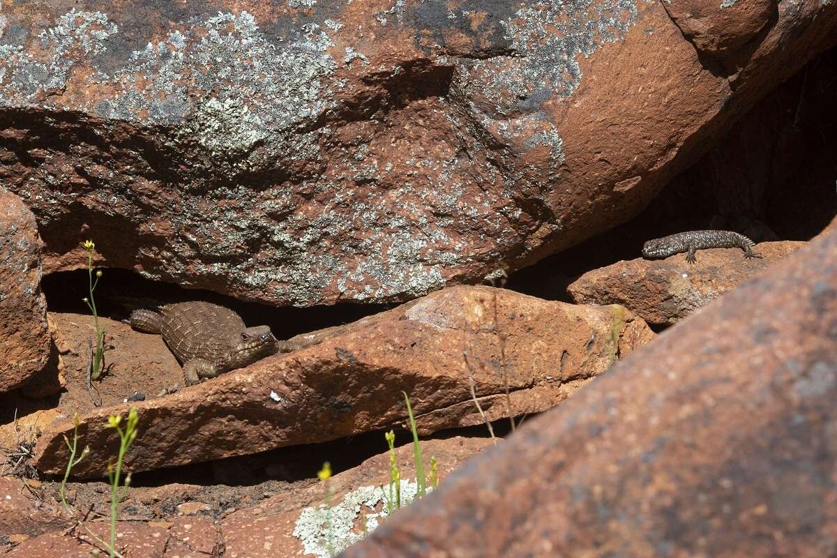 Image of Gidgee Skink