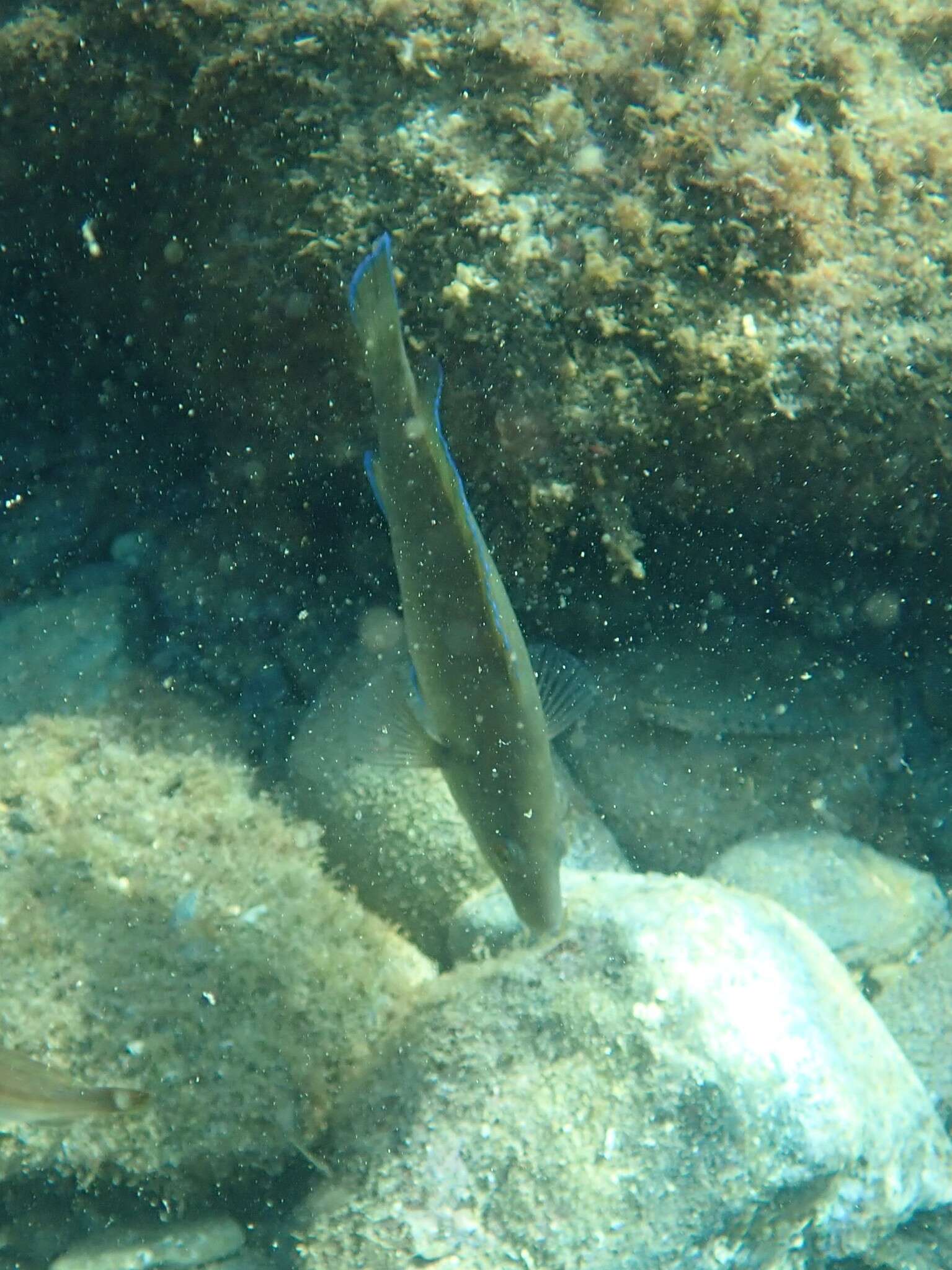 Image of Brown Wrasse