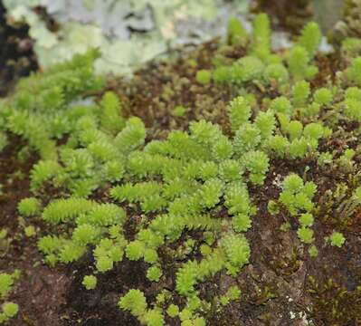 Image of Sedum greggii Hemsl.