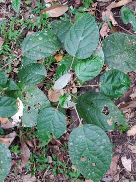 Image of Croton malabaricus Bedd.