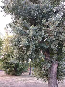 Image of Carolina poplar