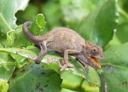 Image of Black-headed Dwarf Chameleon