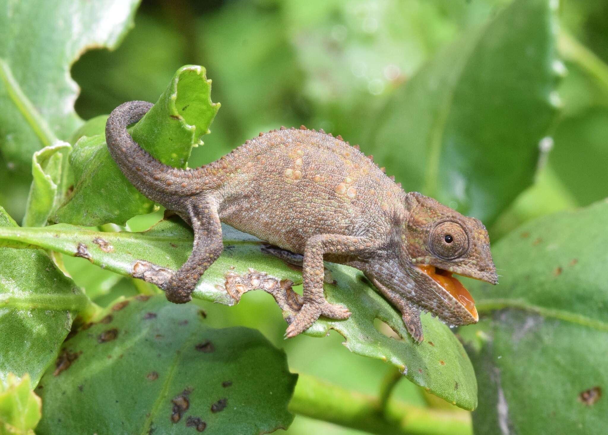 Image of Black-headed Dwarf Chameleon