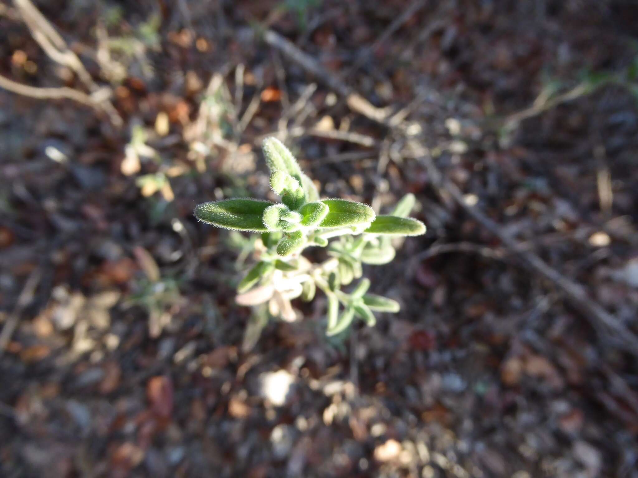 Image of feltleaf monardella