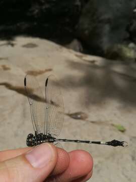 Image of Phyllogomphoides suasus (Selys 1859)