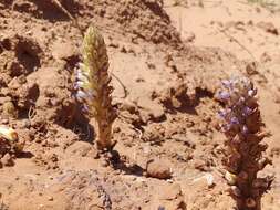 Image of nodding broomrape