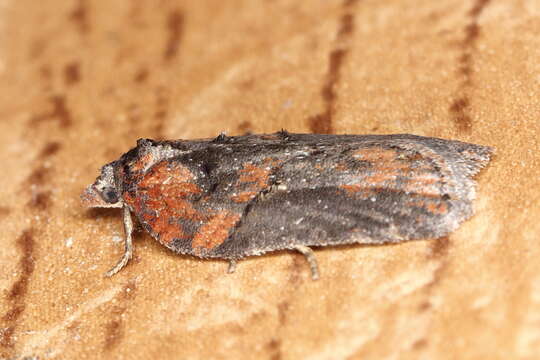 Image of Acleris hastiana Linnaeus 1758