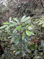 Image of Daphniphyllum pentandrum Hayata