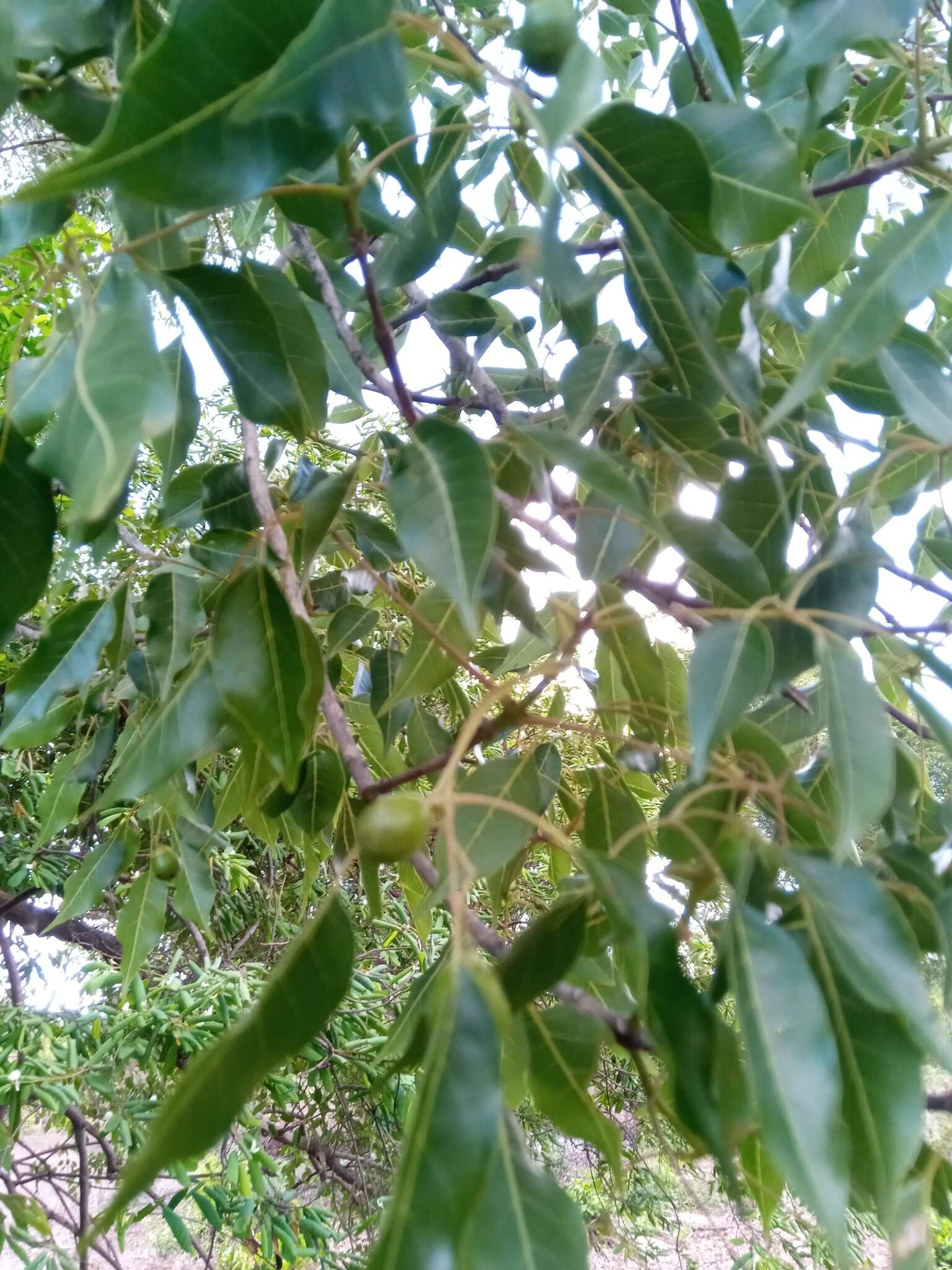 Sivun Vitex beraviensis Vatke kuva