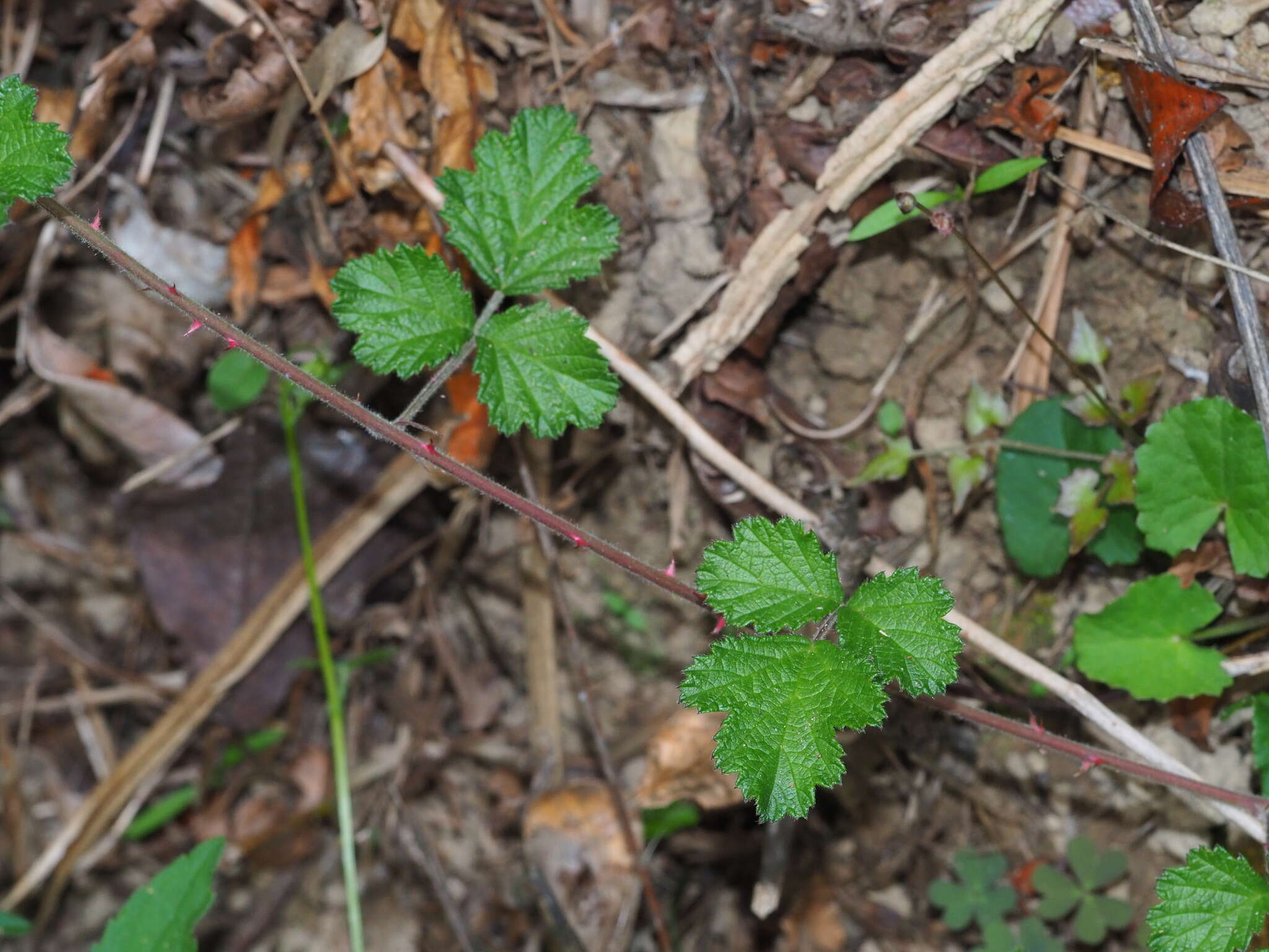 صورة Rubus parvifolius L.