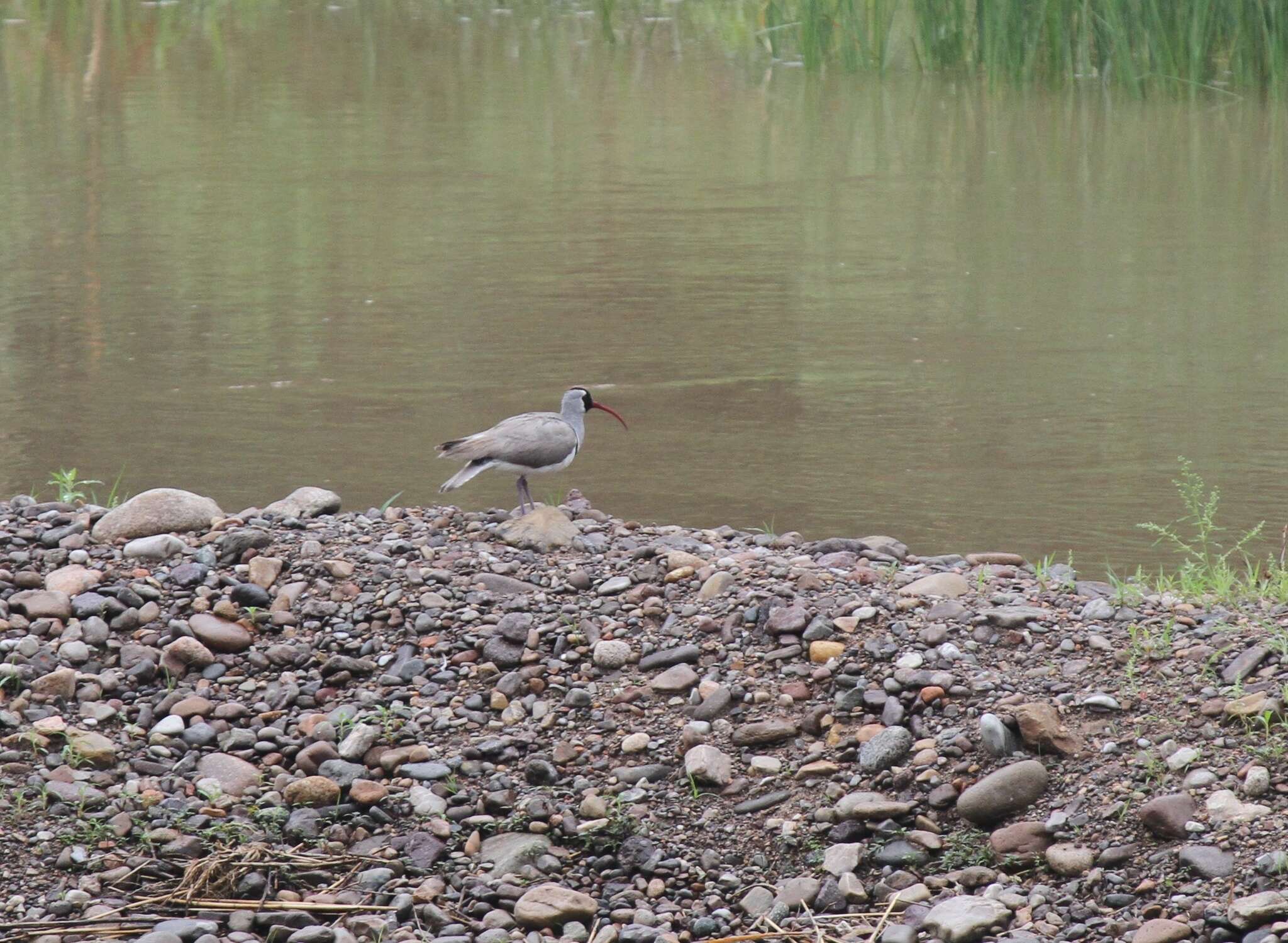 Image of ibisbills