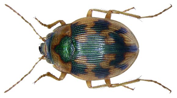 Image of <i><i>Omophron</i></i> (Omophron) <i>limbatum</i> (Fabricius 1777)