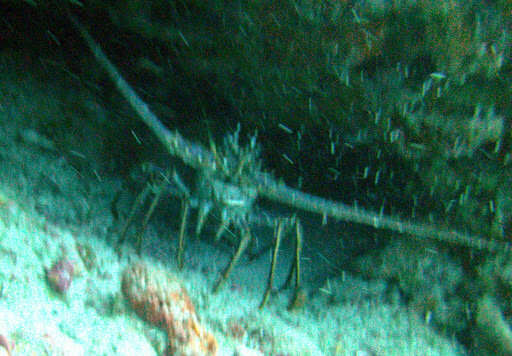 Image of Caribbean Spiny Lobster