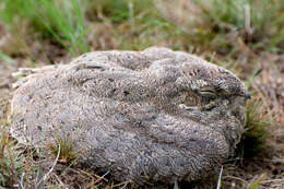 Image of Nacunda Nighthawk