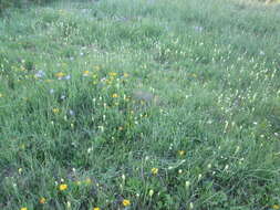 Image of Cusick's Indian paintbrush