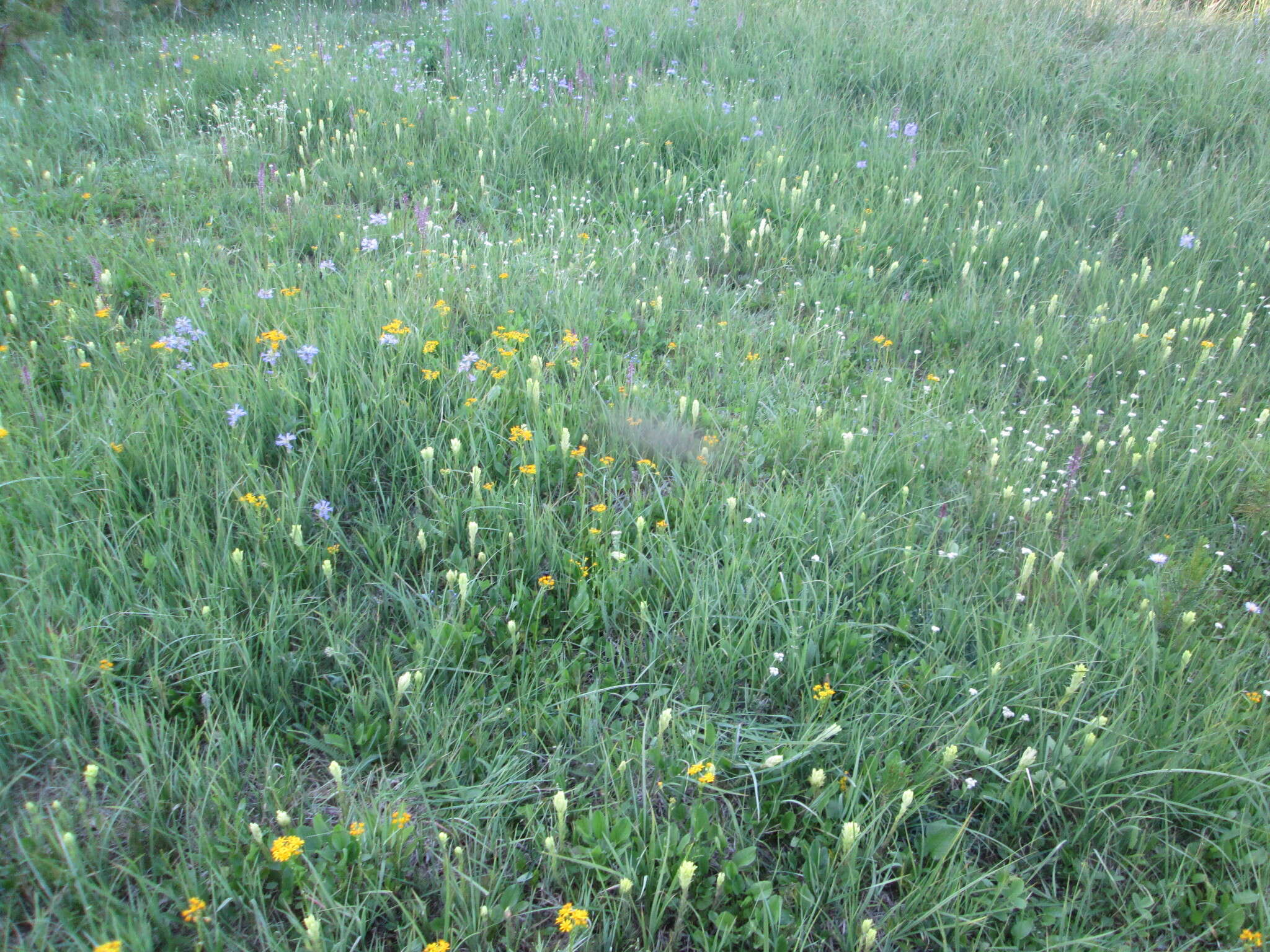 Image of Cusick's Indian paintbrush