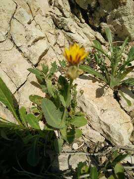 Image of False sowthistle