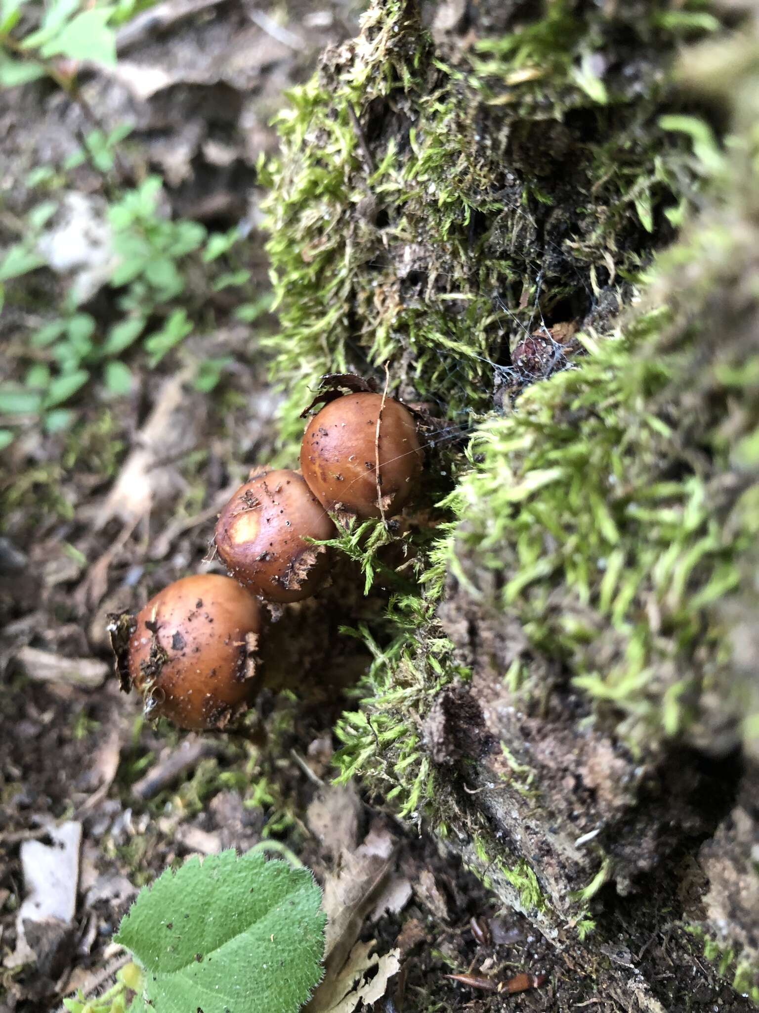 Hemistropharia resmi