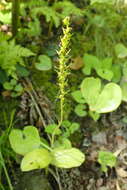 Image of Platanthera chorisiana var. elata Finet