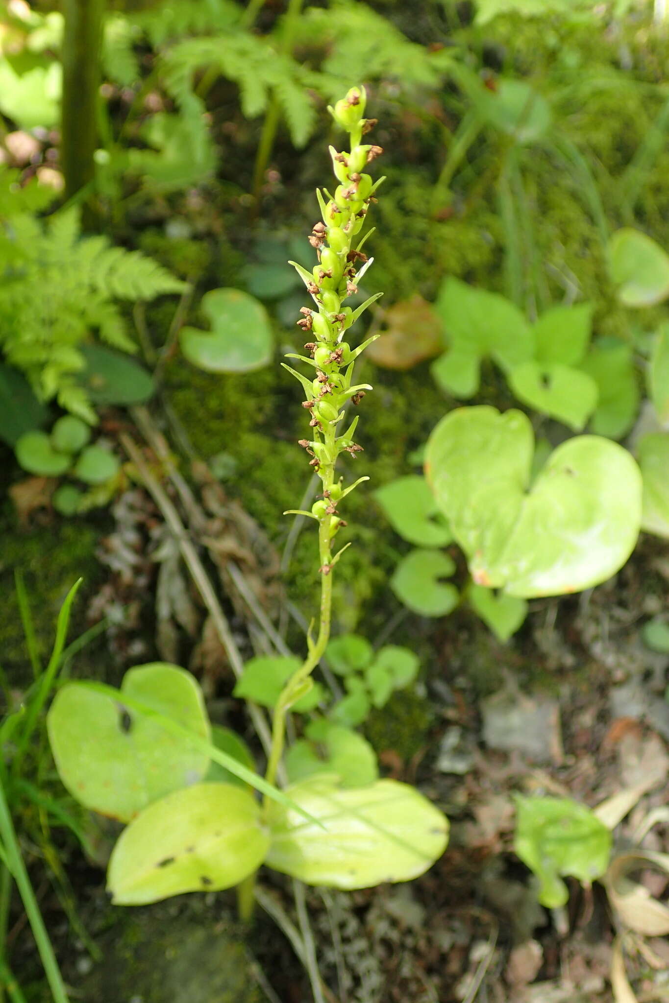 Слика од Platanthera chorisiana var. elata Finet