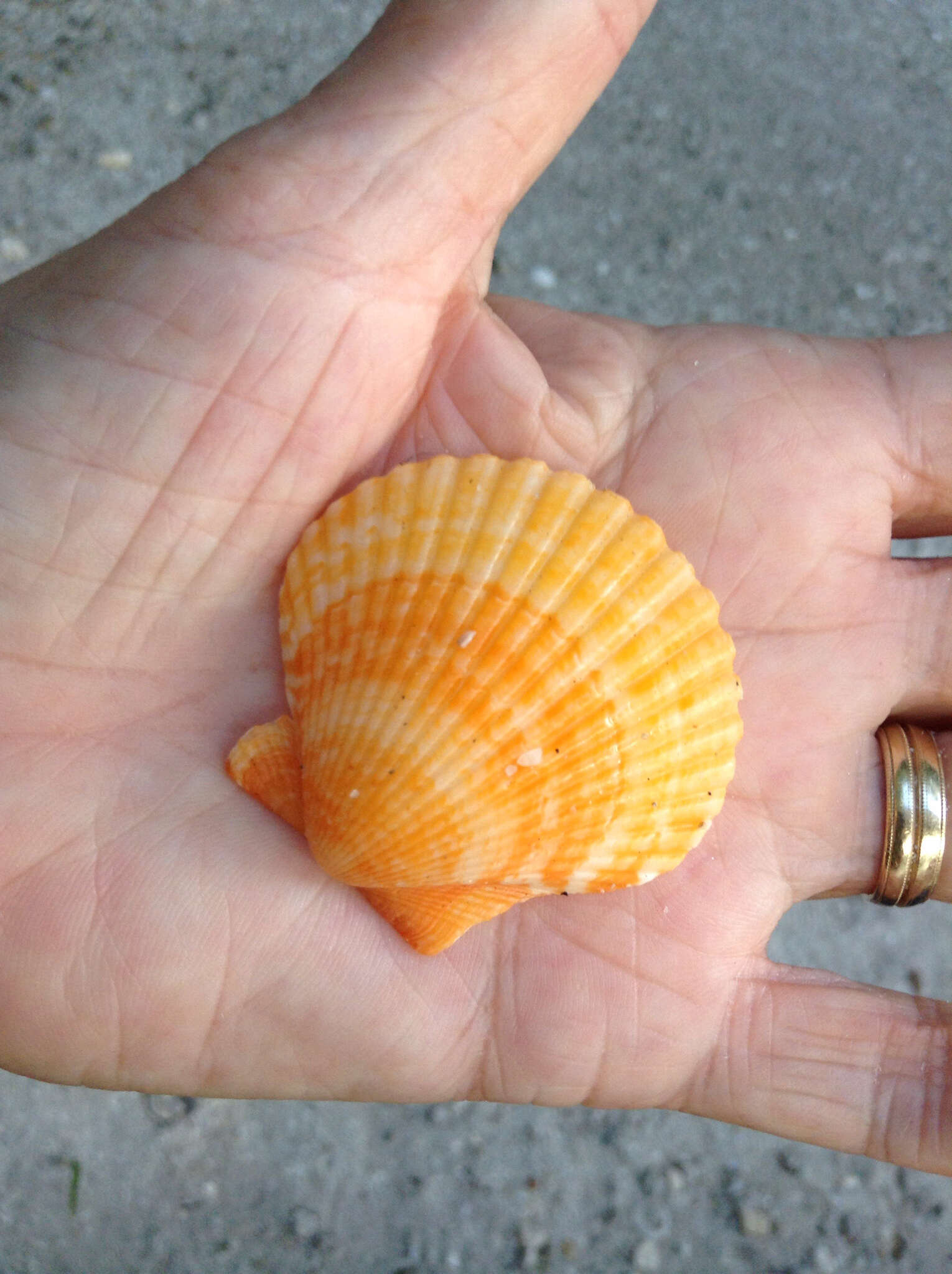 Image of Atlantic Calico scallop