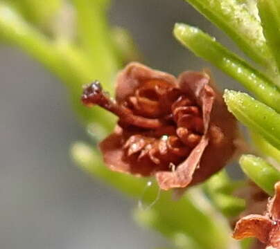 Image of Erica zwartbergensis Bolus