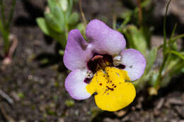 Image of Yellow-Lip Pansy Monkey-Flower