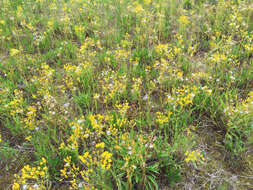 Image of Small's ragwort