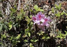 Plancia ëd Rhododendron macrosepalum Maxim.