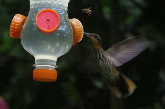 Image of Hook-billed hermit (hummingbird)