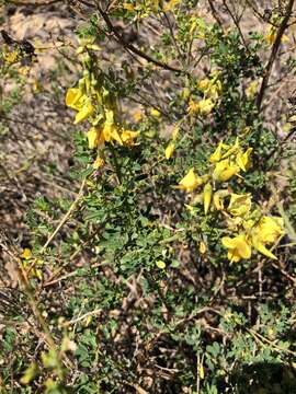 Image of Crotalaria medicaginea Lam.