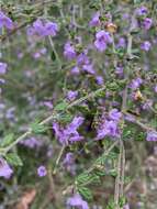 Image of Prostanthera incana A. Cunn. ex Benth.