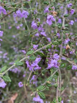 Image of Prostanthera incana A. Cunn. ex Benth.