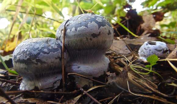 Imagem de Cortinarius subsolitarius A. H. Sm. 1942