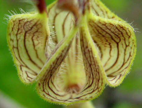 Image of Ceropegia lugardiae N. E. Br.