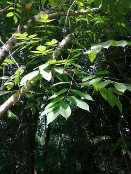 Image of Bursera jerzyi Medina