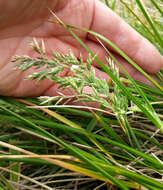 Image of Poa chathamica Petrie