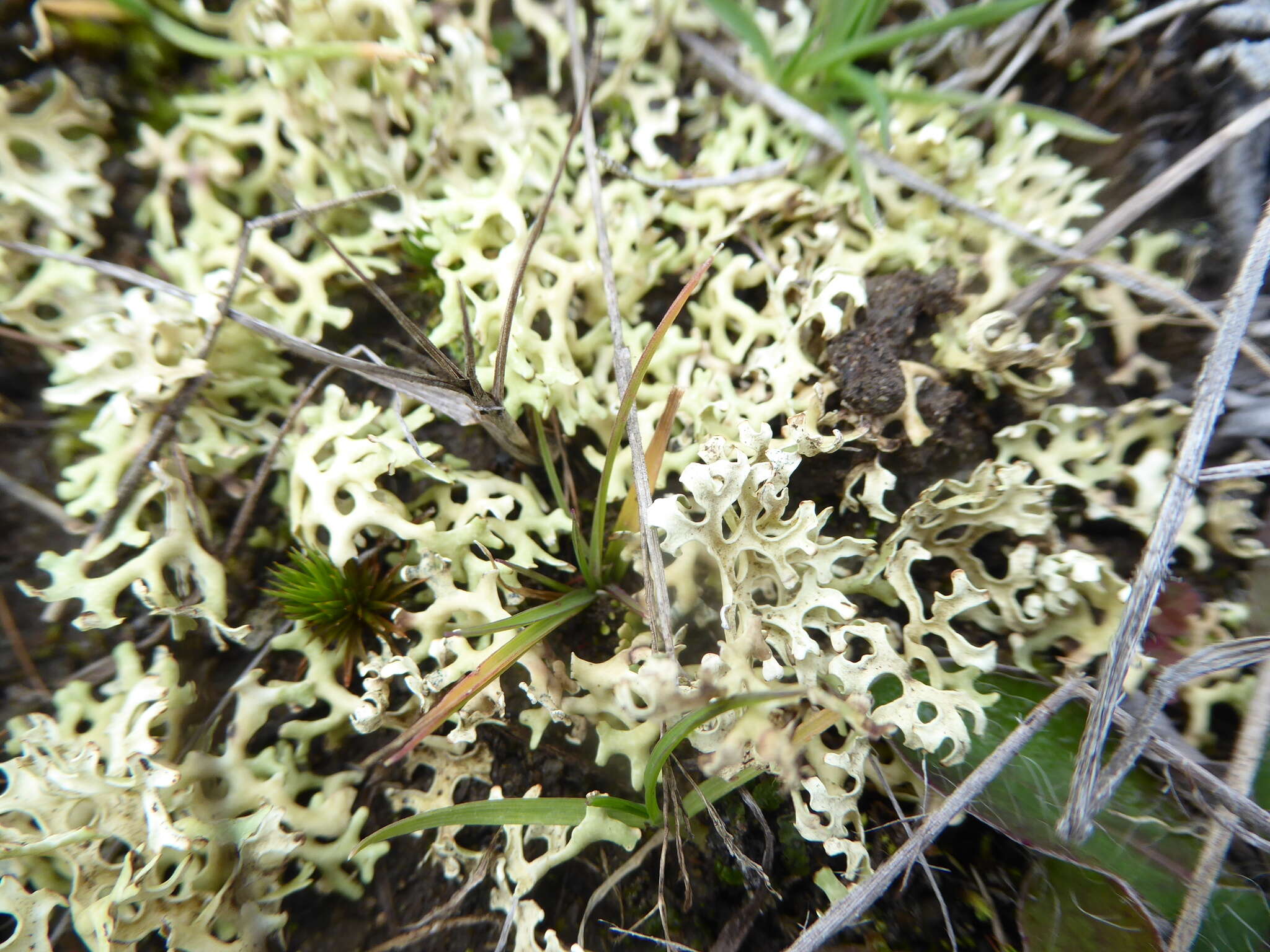 Image of Resurrection lichen