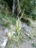 Plancia ëd Trisetum alpestre (Host) P. Beauv.