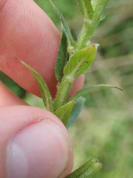 Oenothera subterminalis R. R. Gates resmi