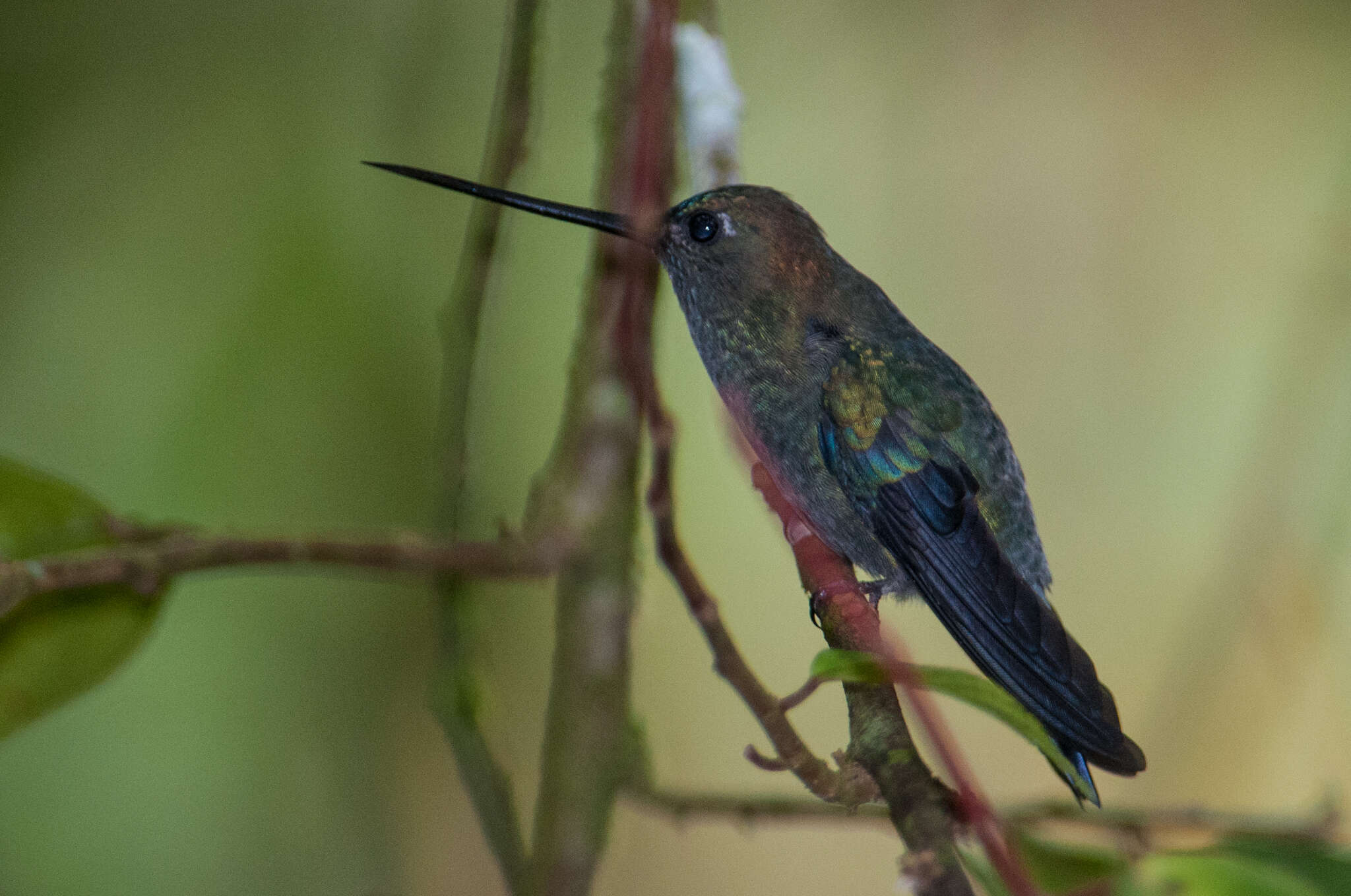 Doryfera Gould 1847 resmi