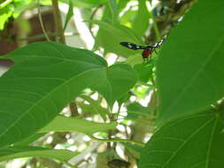 Imagem de Euchromia creusa Linnaeus 1758