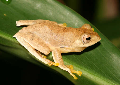 Image of Namdapha bush frog