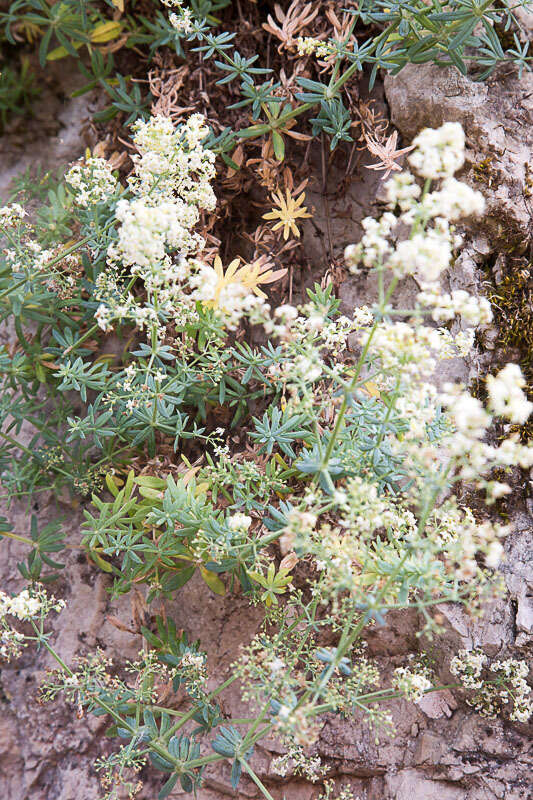 Plancia ëd Galium aetnicum Biv.