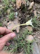 Image of Gladiolus longicollis Baker